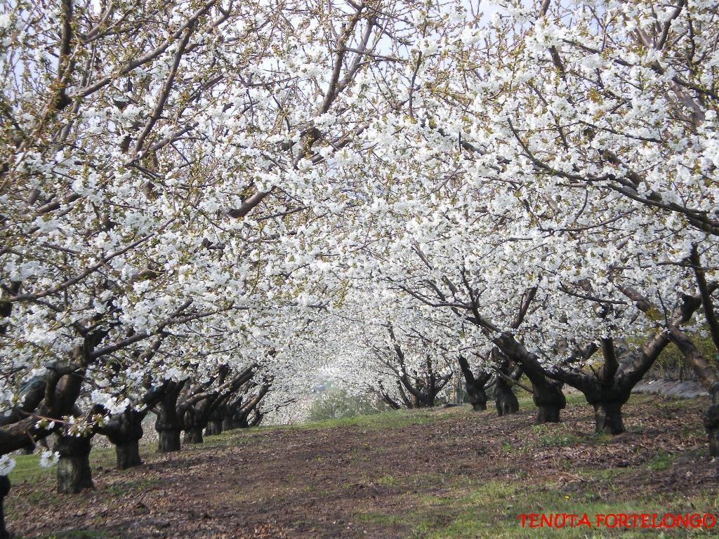 Tenuta Fortelongo Fara Vicentino Dış mekan fotoğraf