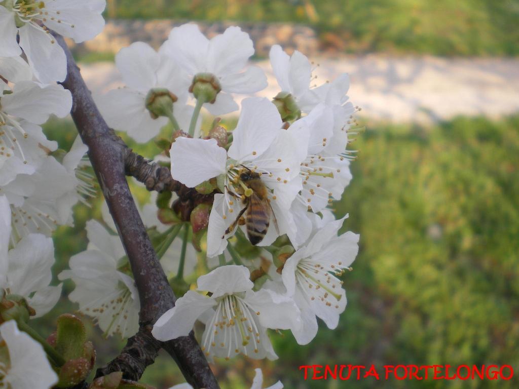 Tenuta Fortelongo Fara Vicentino Dış mekan fotoğraf