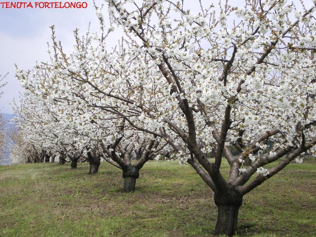 Tenuta Fortelongo Fara Vicentino Dış mekan fotoğraf